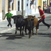foto de los novillos